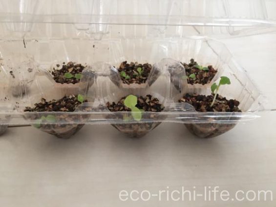 水耕栽培のための苗作り エコ リッチ ライフ 生活の知恵のブログ
