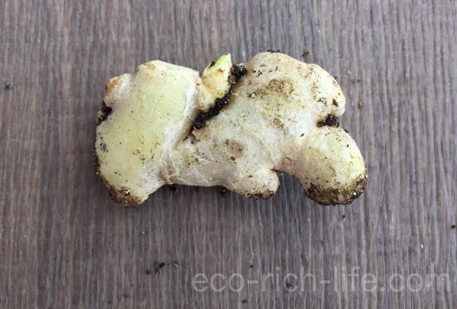 プランターに生姜を植えてみました エコ リッチ ライフ 生活の知恵のブログ