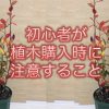 初心者が植木購入時に注意すること